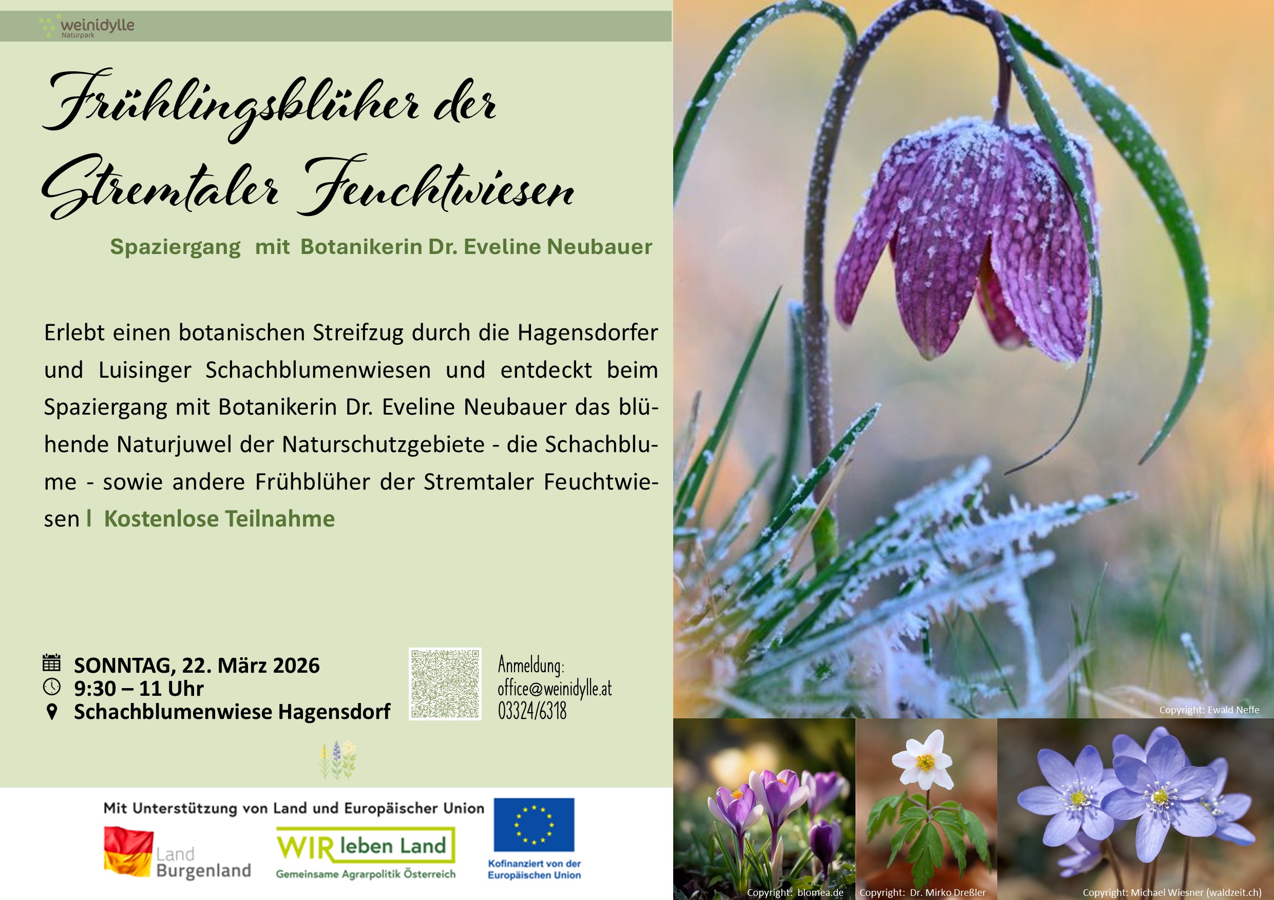 Botanischer Spaziergang Schachblumenwiese 2